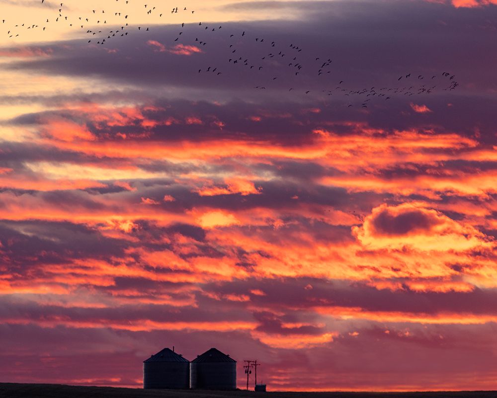 Snow geese silhouetted against sunrise sky during spring migration at Freezeout Lake Wildlife Manag art print by Chuck Haney for $57.95 CAD