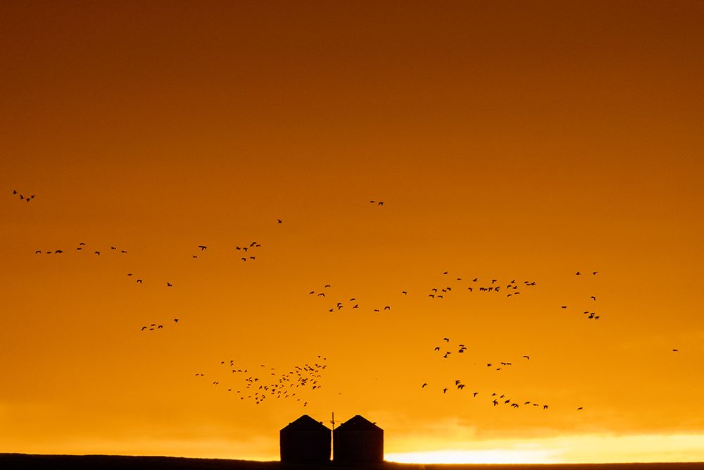 Snow geese silhouetted against dramatic sunrise sky during spring migration at Freezeout Lake Wildl art print by Chuck Haney for $57.95 CAD