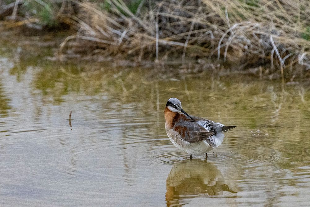 Wilsons Phalarope at Freezeout Lake Wildlife Management Area near Fairfield-Montana-USA art print by Chuck Haney for $57.95 CAD