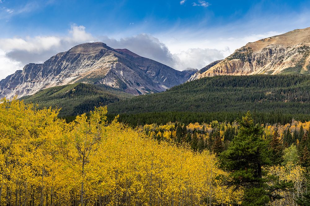 Autumn aspen grove with Bear Mountain in Glacier National Park-Montana-USA art print by Chuck Haney for $57.95 CAD