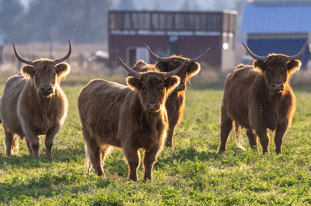 Highland cattle in the Flathead Valley-Montana-USA art print by Chuck Haney for $57.95 CAD