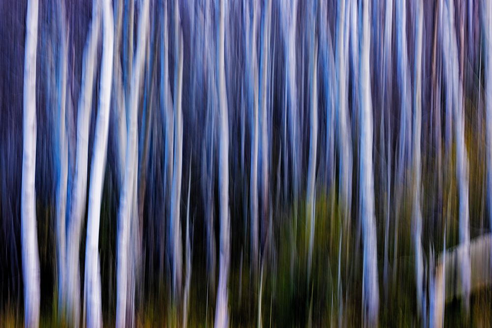 Autumn Aspen grove in motion in Glacier National Park, Montana, USA art print by Chuck Haney for $57.95 CAD
