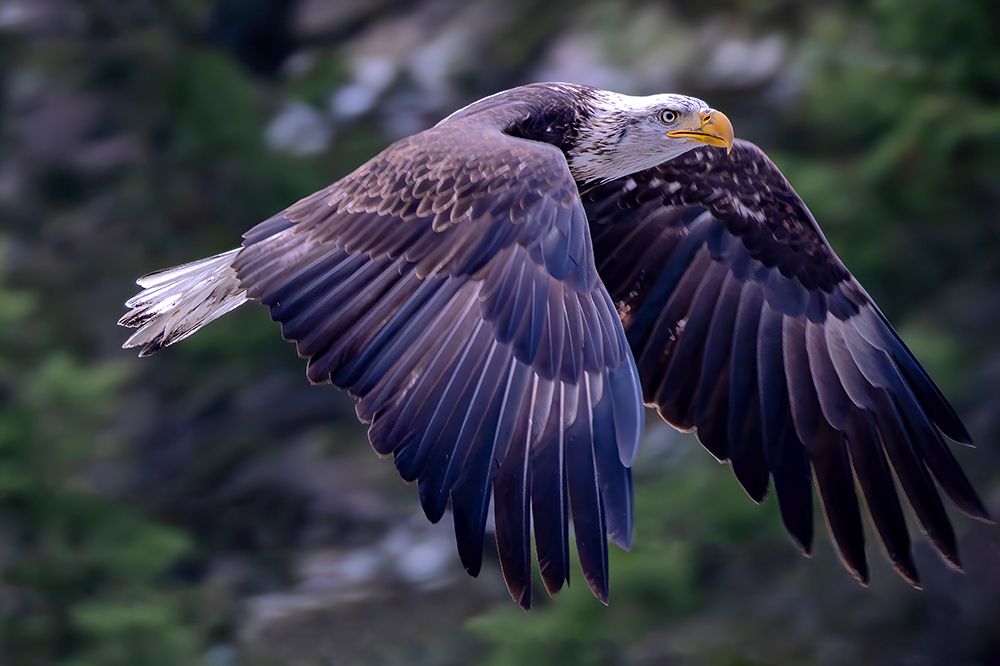 Bald eagle in flight in Glacier National Park, Montana, USA art print by Chuck Haney for $57.95 CAD