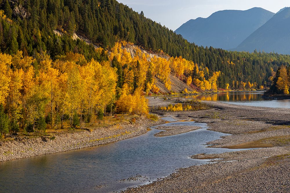 Autumn color along the Flathead River at Bad Rock Canyon in Hungry Horse, Montana, USA art print by Chuck Haney for $57.95 CAD
