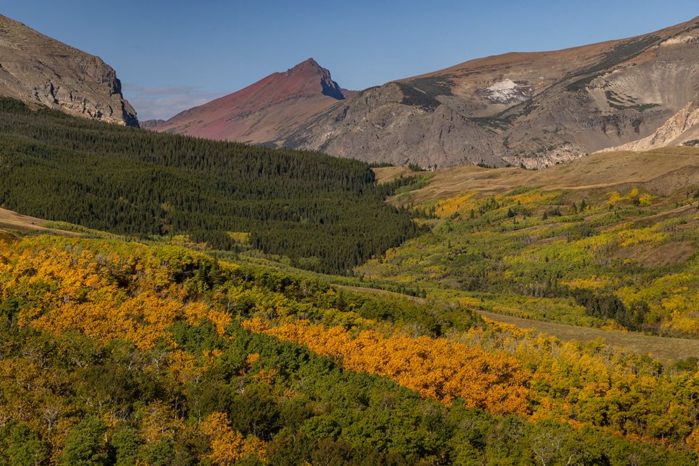 Autumn Aspen groves below Red Mountain in Glacier National Park, Montana, USA art print by Chuck Haney for $57.95 CAD