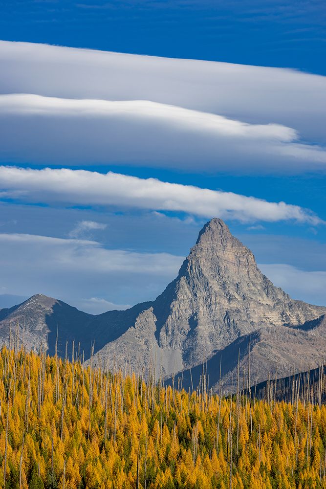 Mount St. Nicholas with autumn larch trees in Glacier National Park, Montana, USA art print by Chuck Haney for $57.95 CAD