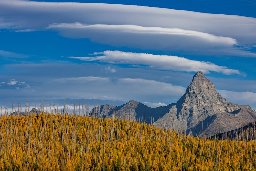 Mount St. Nicholas with autumn larch trees in Glacier National Park, Montana, USA art print by Chuck Haney for $57.95 CAD