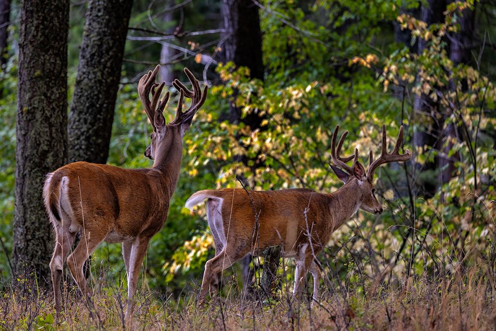 Pair of whitetail deer bucks in woods of Whitefish, Montana, USA art print by Chuck Haney for $57.95 CAD