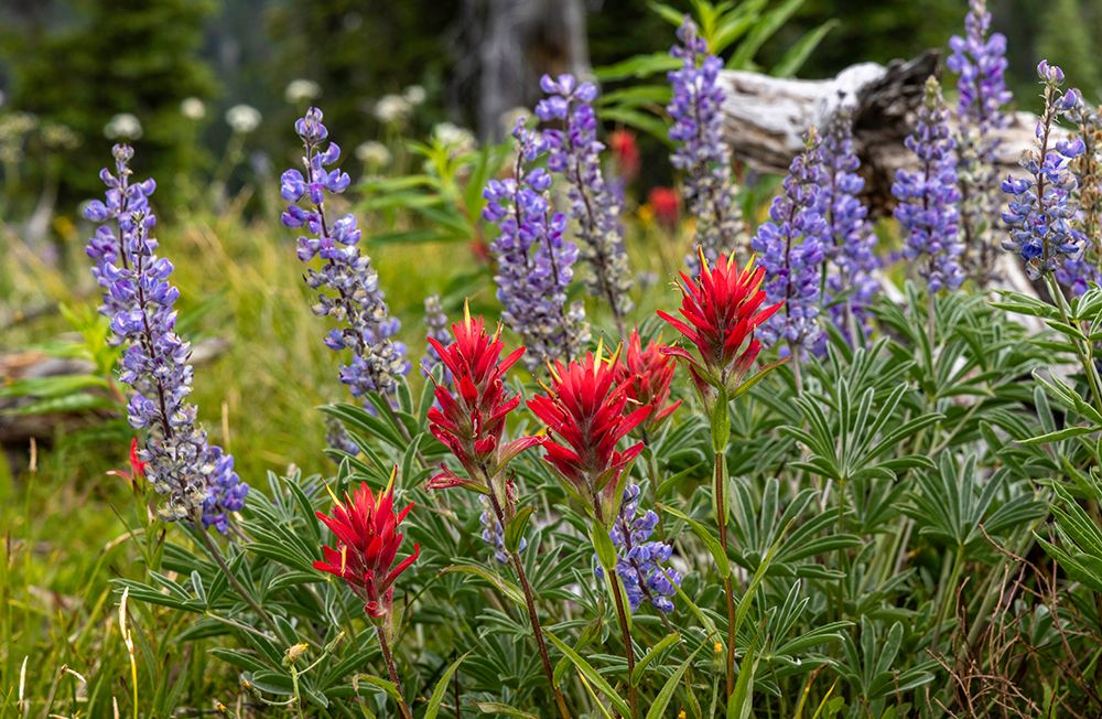Indian paintbrush and lupine wildflowers in the Stillwater State Forest near Whitefish, Montana. art print by Chuck Haney for $57.95 CAD