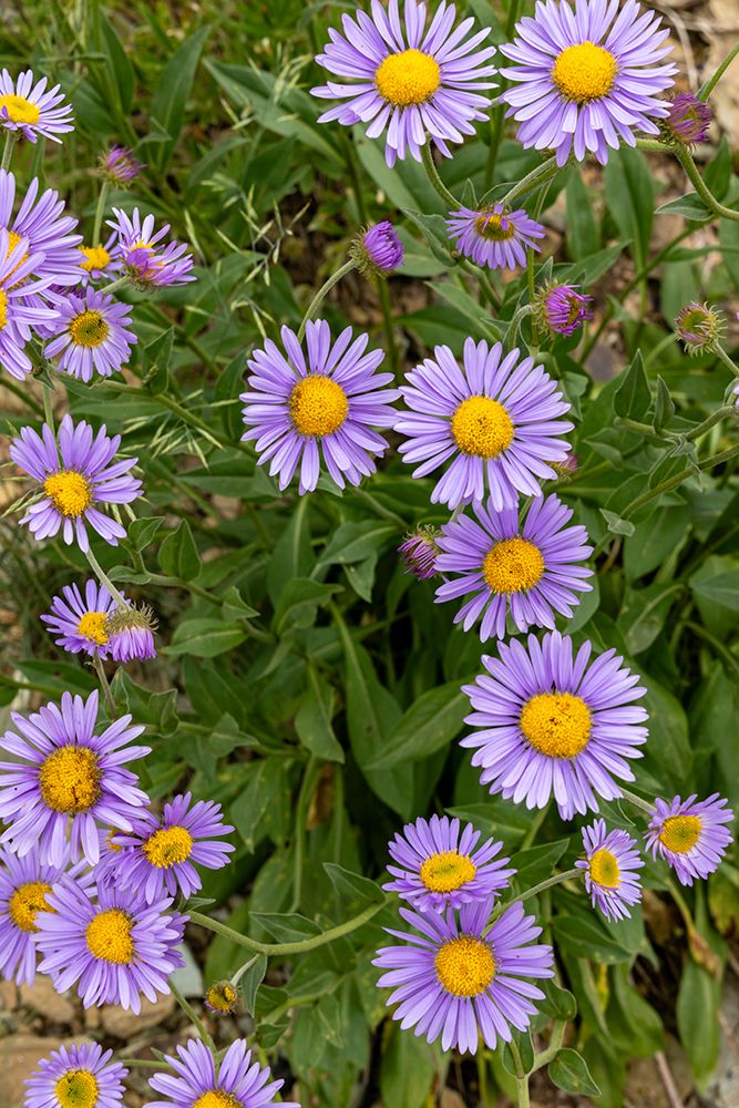 Aster wildflowers in the Stillwater State Forest near Whitefish, Montana, USA. art print by Chuck Haney for $57.95 CAD