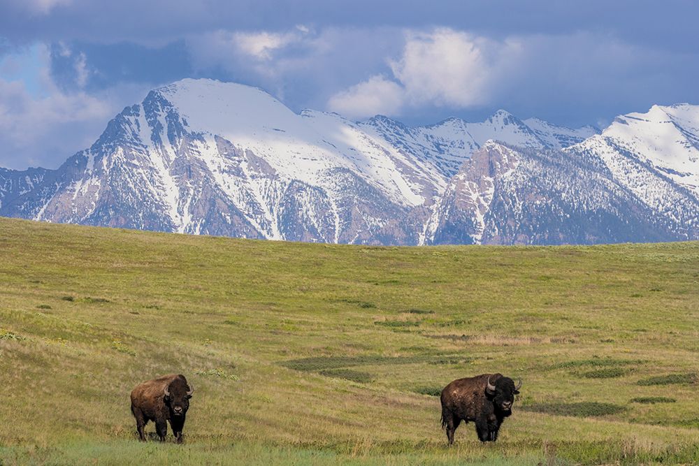 Bison with Mission Mountain background at the National Bison Range in Moiese, Montana, USA. art print by Chuck Haney for $57.95 CAD