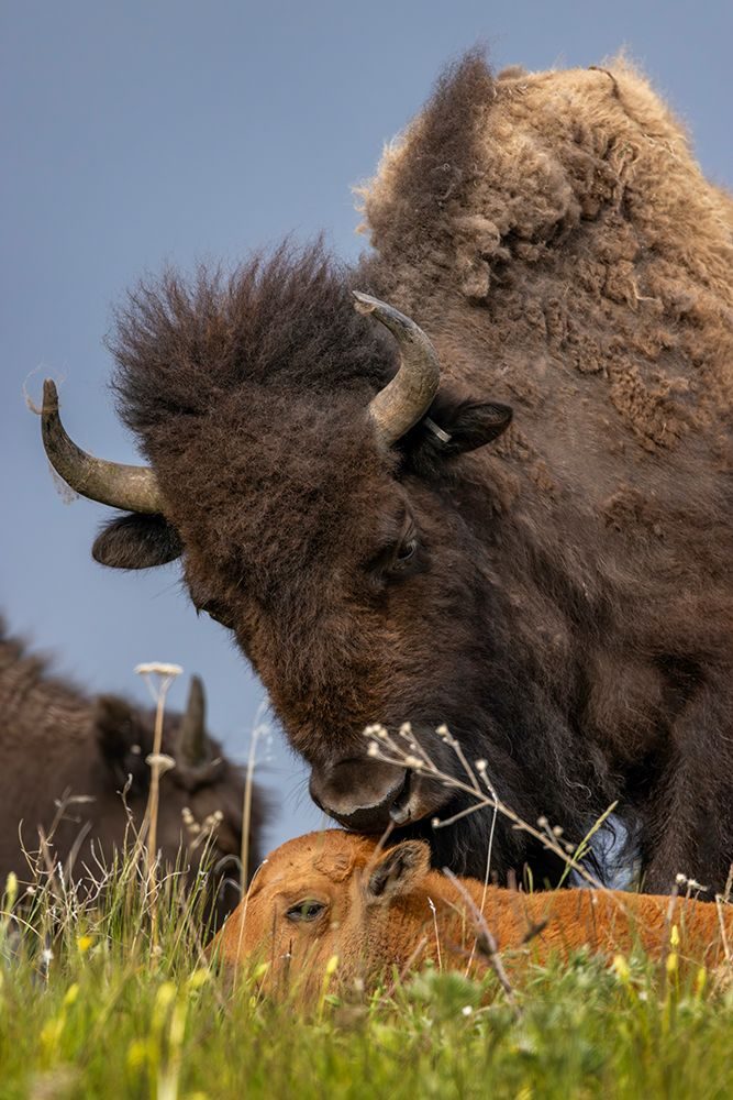 Bison mother with newborn calf at the National Bison Range in Moiese, Montana, USA. art print by Chuck Haney for $57.95 CAD