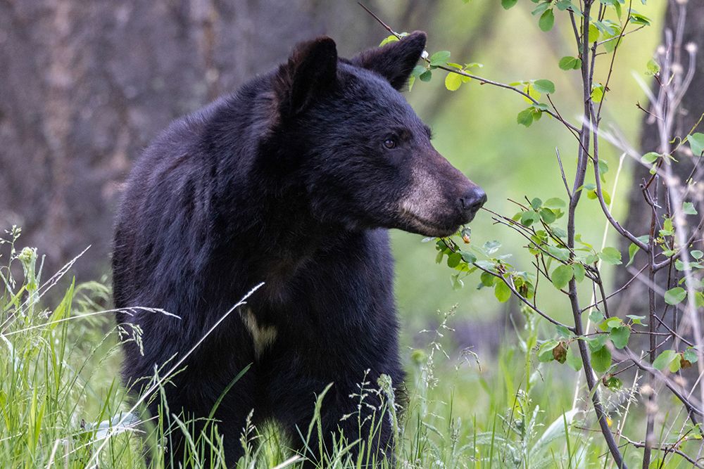 Young black bear at the National Bison Range in Moiese, Montana, USA. art print by Chuck Haney for $57.95 CAD
