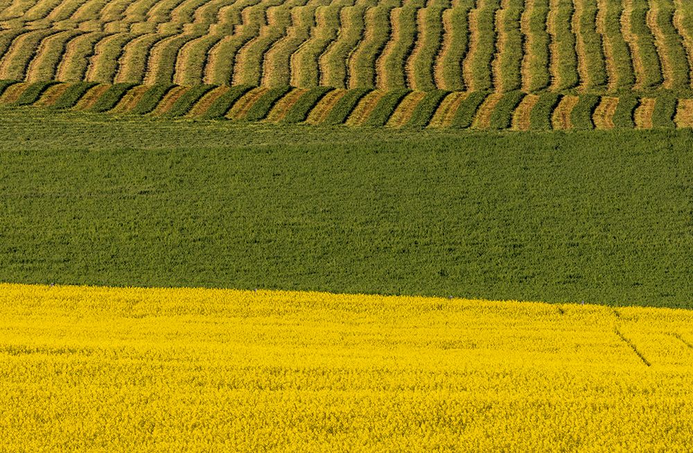 Canola and rows of hay in the Flathead Valley-Montana-USA art print by Chuck Haney for $57.95 CAD