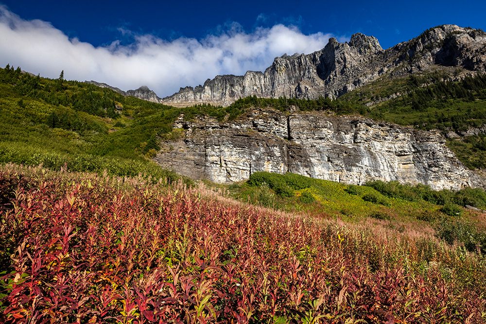 Fireweed in autumn color below the Garden Wall in Glacier National Park-Montana-USA art print by Chuck Haney for $57.95 CAD