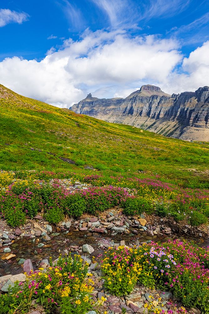 Alpine meadows full of wildflowers at Logan Pass in Glacier National Park-Montana-USA art print by Chuck Haney for $57.95 CAD