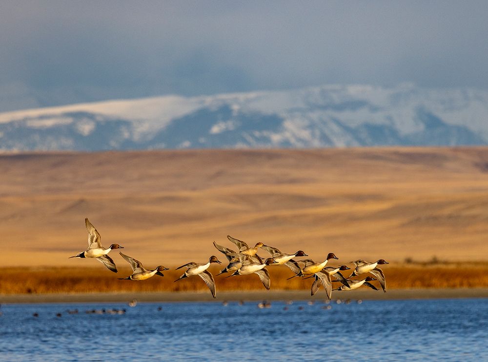 Northern Pintail ducks in courtship flight at Freezeout Lake near Choteau-Montana-USA art print by Chuck Haney for $57.95 CAD