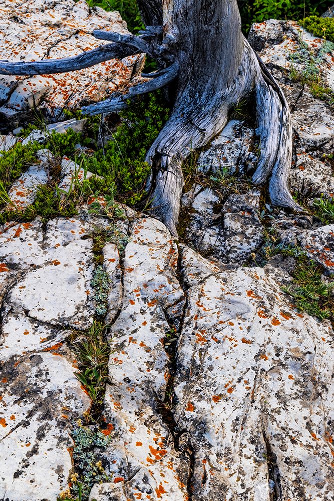 Rock art in Glacier National Park, Montana, USA. art print by Chuck Haney for $57.95 CAD