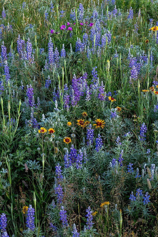 Lupine and blanket flowers wildflowers in Glacier National Park, Montana, USA. art print by Chuck Haney for $57.95 CAD