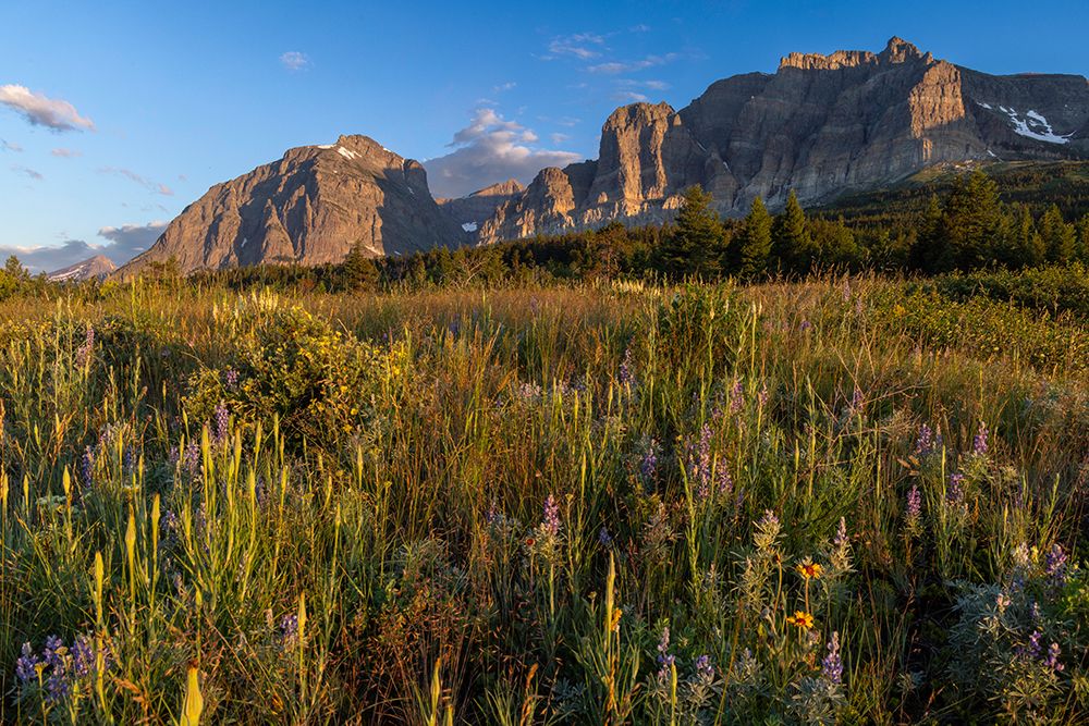Prairie wildflowers with Apikuni Mountain in the Many Glacier Valley in Glacier NP, Montana, USA. art print by Chuck Haney for $57.95 CAD