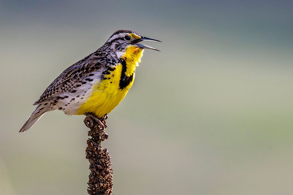 Meadowlark singing at the National Bison Range in Moiese, Montana, USA. art print by Chuck Haney for $57.95 CAD