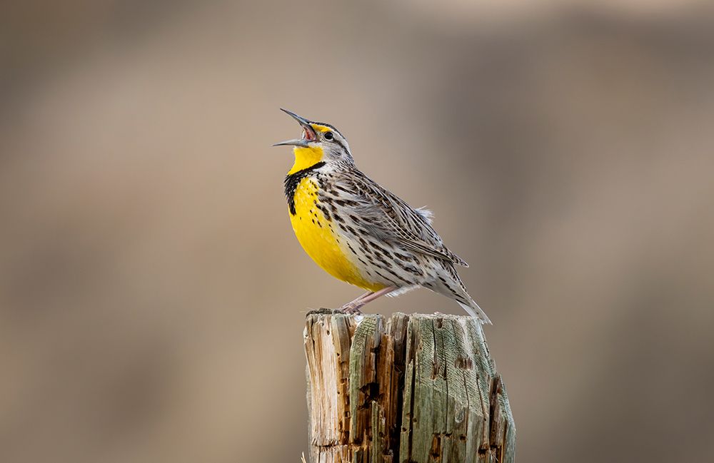 Meadowlark singing at Freezeout Lake Wildlife Management Area near Choteau, Montana, USA. art print by Chuck Haney for $57.95 CAD