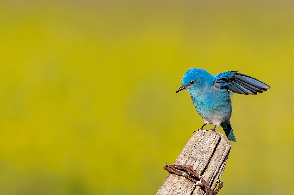 Male mountain bluebird in the Mission Valley, Montana, USA. art print by Chuck Haney for $57.95 CAD