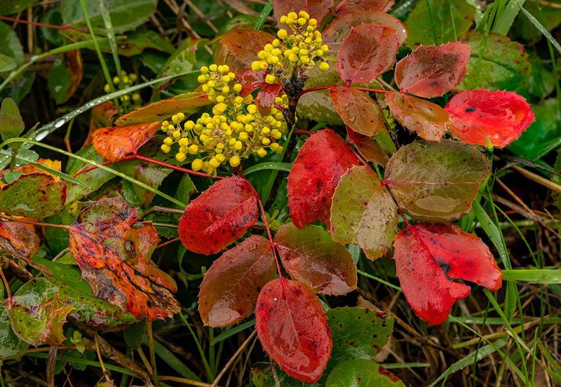 Oregon grape on wet day in spring in Whitefish, Montana, USA. art print by Chuck Haney for $57.95 CAD