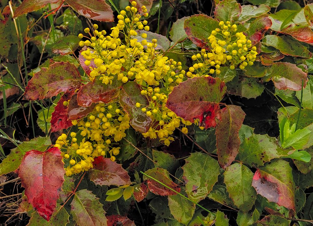 Oregon grape on wet day in spring in Whitefish, Montana, USA. art print by Chuck Haney for $57.95 CAD