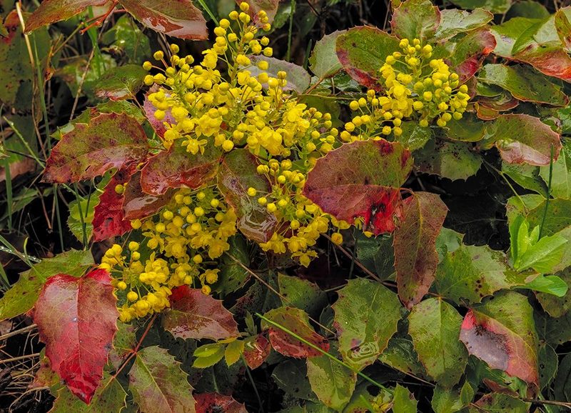 Oregon grape on wet day in spring in Whitefish, Montana, USA. art print by Chuck Haney for $57.95 CAD