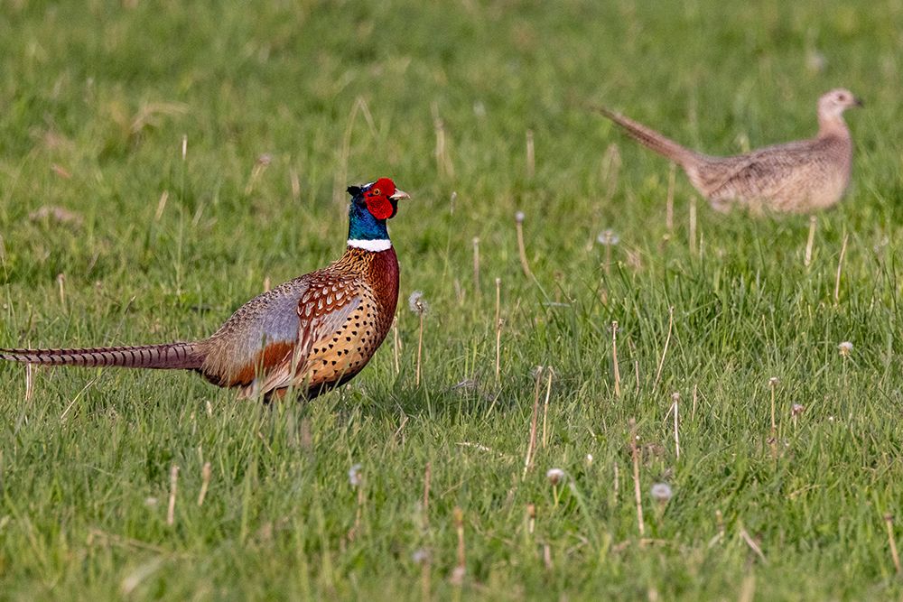 Male pheasant with female hen at Ninepipe National Wildlife Refuge near Ronan, Montana, USA. art print by Chuck Haney for $57.95 CAD