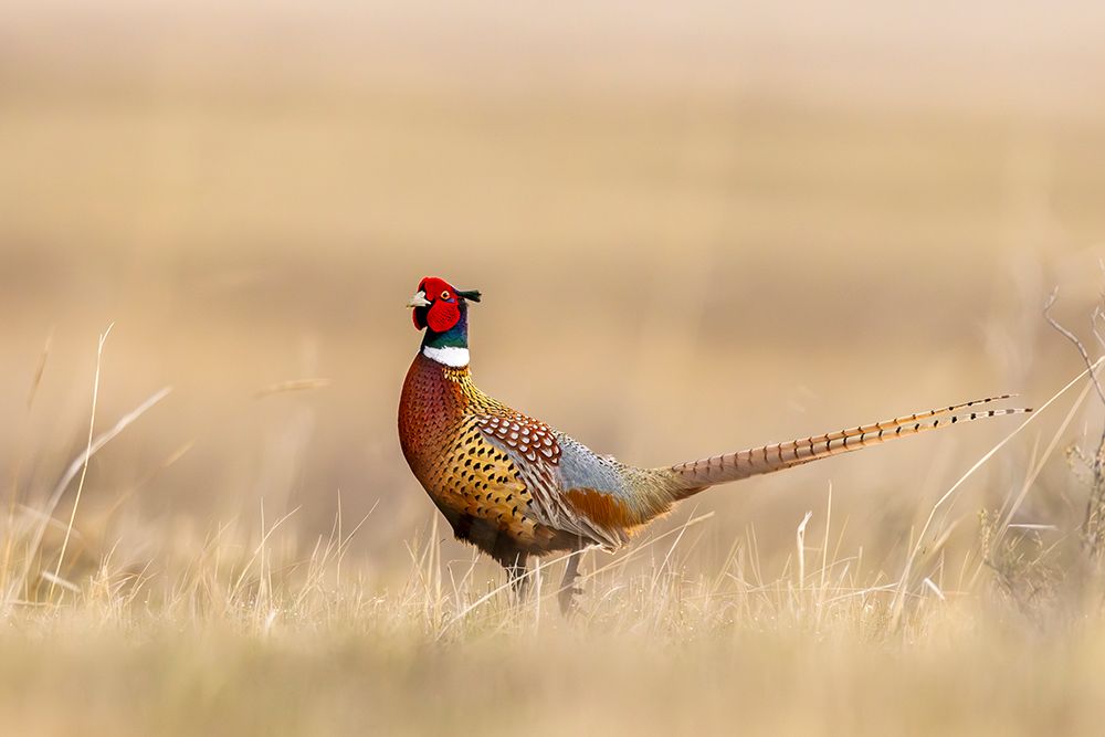 Male pheasant at Bowdoin National Wildlife Refuge near Malta, Montana, USA. art print by Chuck Haney for $57.95 CAD