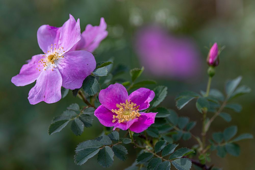 Prairie roses in the Custer National Forest, Montana, USA. art print by Chuck Haney for $57.95 CAD