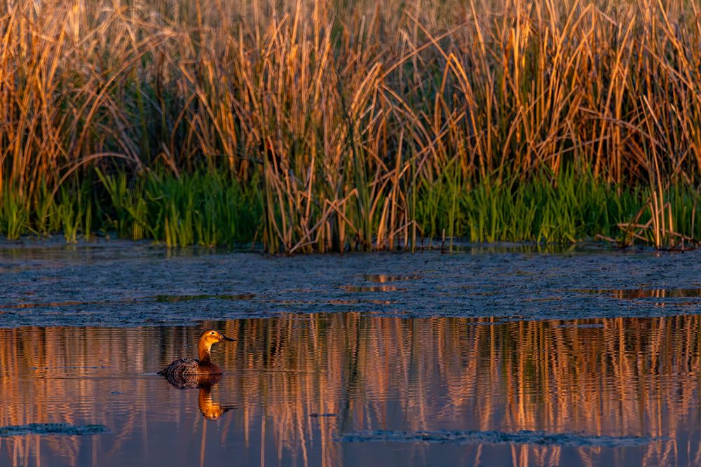Female redhead duck at Ninepipe National Wildlife Refuge near Ronan, Montana, USA. art print by Chuck Haney for $57.95 CAD