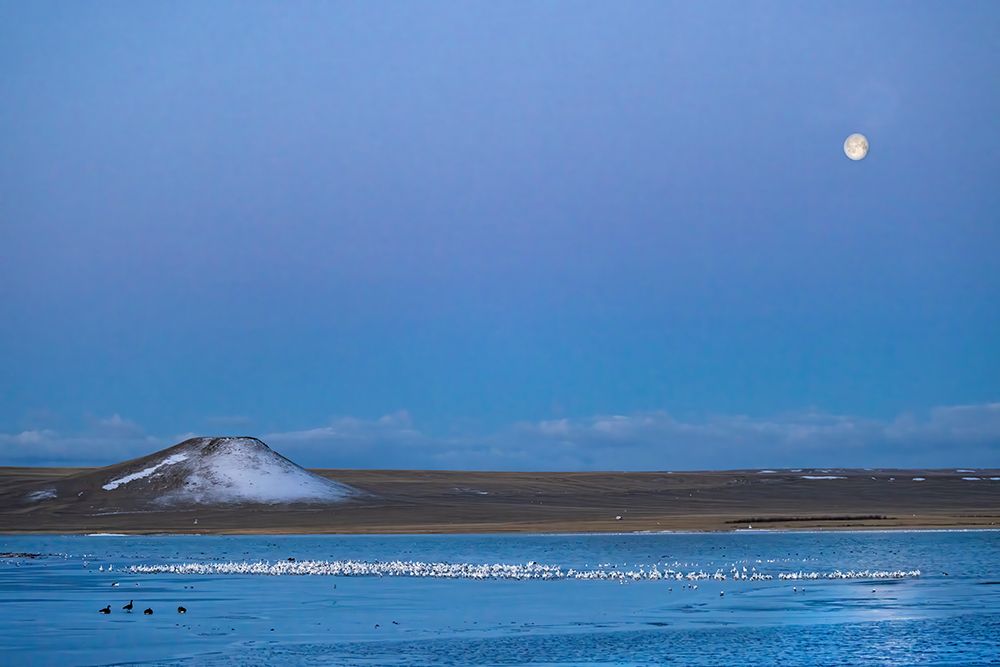 Setting full moon during snow geese migration at Freezeout Lake near Choteau, Montana, USA. art print by Chuck Haney for $57.95 CAD