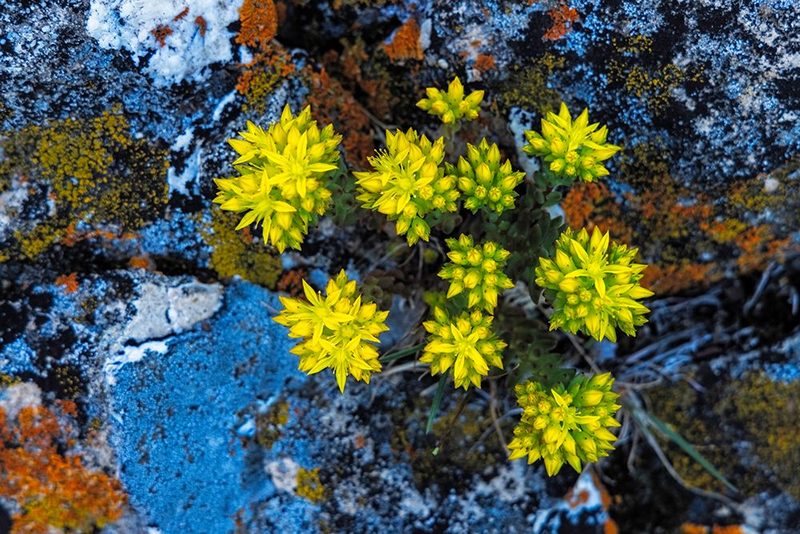 Stonecrop wildflowers in lichen encrusted rocks in Glacier National Park, Montana, USA. art print by Chuck Haney for $57.95 CAD