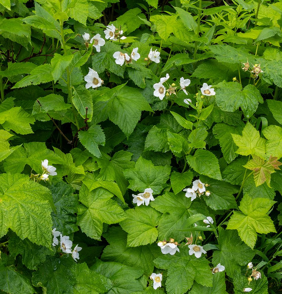 Thimbleberry flowering in Glacier National Park, Montana, USA. art print by Chuck Haney for $57.95 CAD