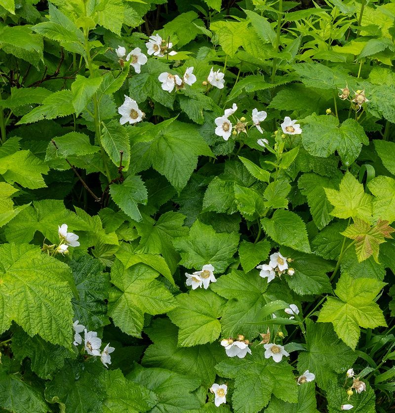 Thimbleberry flowering in Glacier National Park, Montana, USA. art print by Chuck Haney for $57.95 CAD