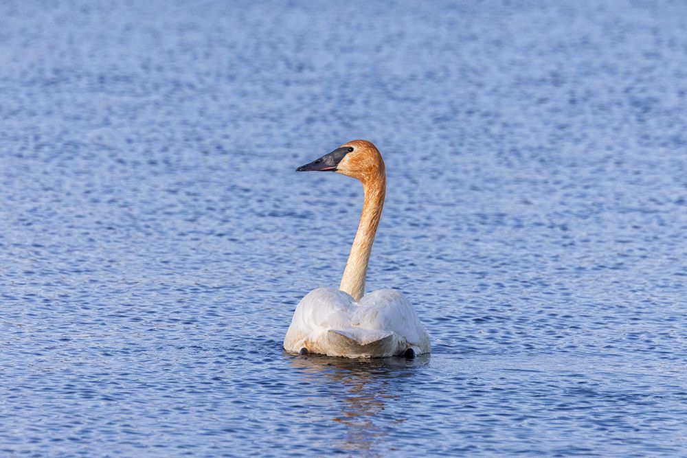 Trumpeter swan at Ninepipe National Wildlife Refuge near Ronan, Montana, USA. art print by Chuck Haney for $57.95 CAD