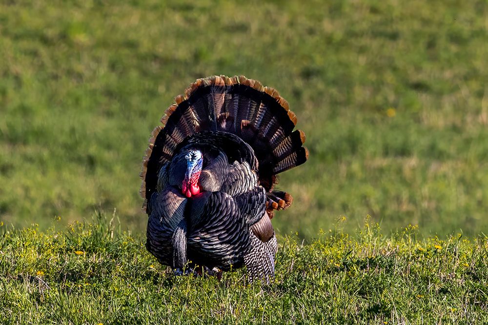 Eastern male wild tom turkey in breeding plumage near Whitefish, Montana, USA. art print by Chuck Haney for $57.95 CAD