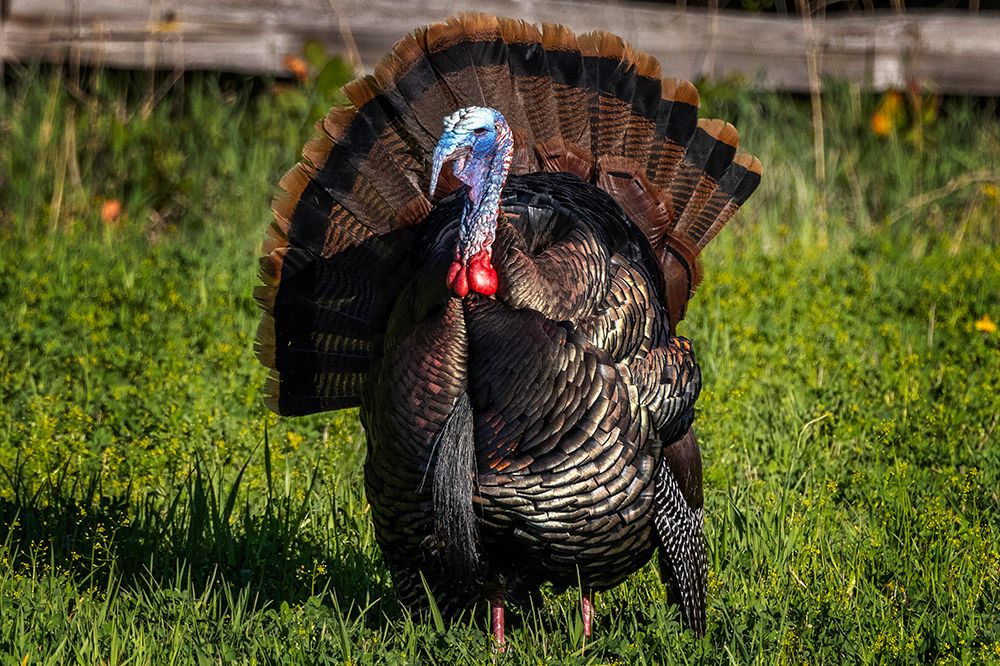 Eastern male wild tom turkey in breeding plumage near Whitefish, Montana, USA. art print by Chuck Haney for $57.95 CAD