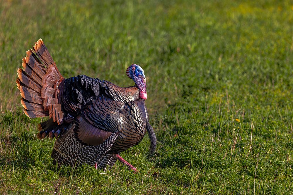 Eastern male wild tom turkey in breeding plumage near Whitefish, Montana, USA. art print by Chuck Haney for $57.95 CAD