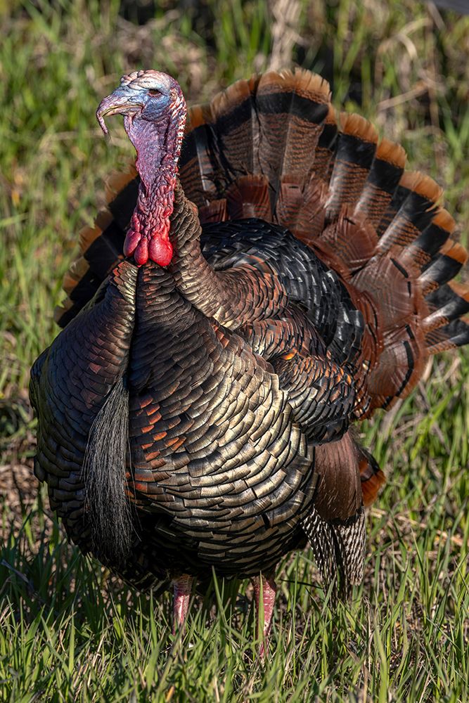 Eastern male wild tom turkey in breeding plumage near Whitefish, Montana, USA. art print by Chuck Haney for $57.95 CAD