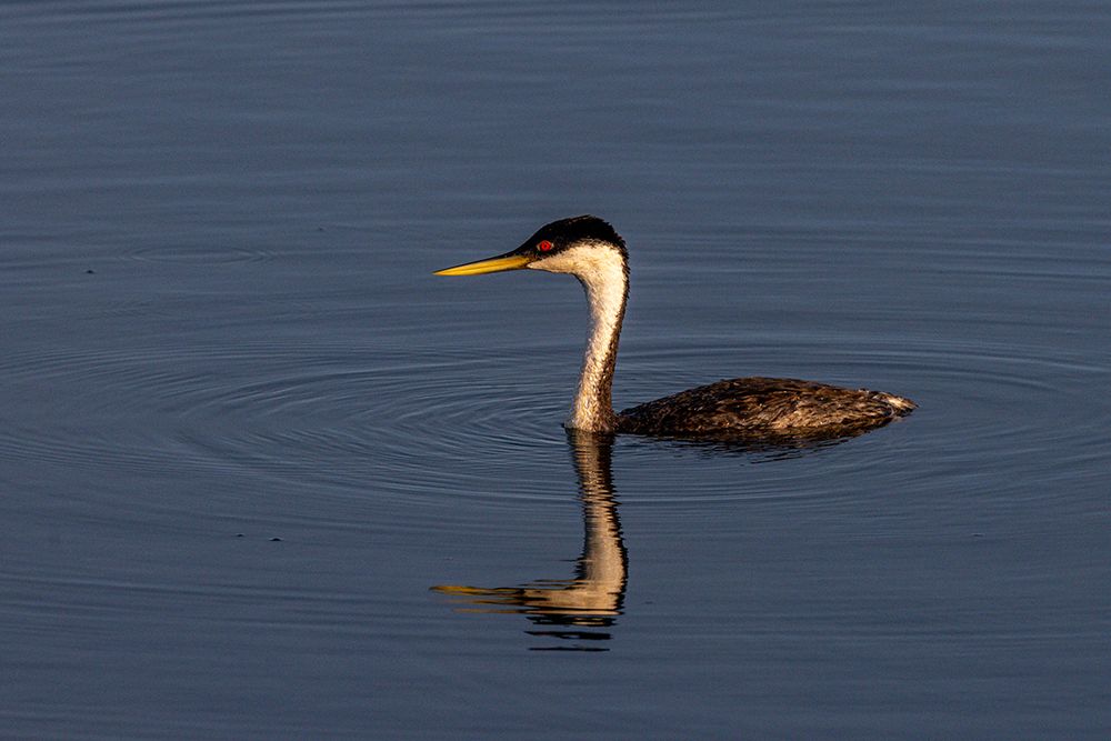 Male western grebe at Ninepipe National Wildlife Refuge in the Mission Valley, Montana, USA. art print by Chuck Haney for $57.95 CAD