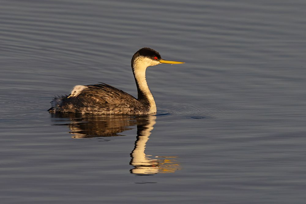 Female western grebe with chick on her back at Ninepipe NWR in the Mission Valley, Montana, USA. art print by Chuck Haney for $57.95 CAD