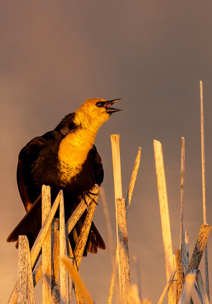 Yellow headed blackbird singing in cattails at Ninepipe NWR near Ronan, Montana, USA. art print by Chuck Haney for $57.95 CAD