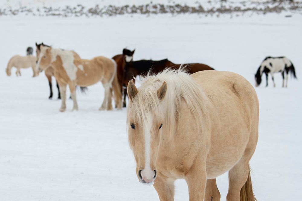 USA-Montana-Gardiner Horses with winter coats in snow art print by Cindy Miller Hopkins for $57.95 CAD