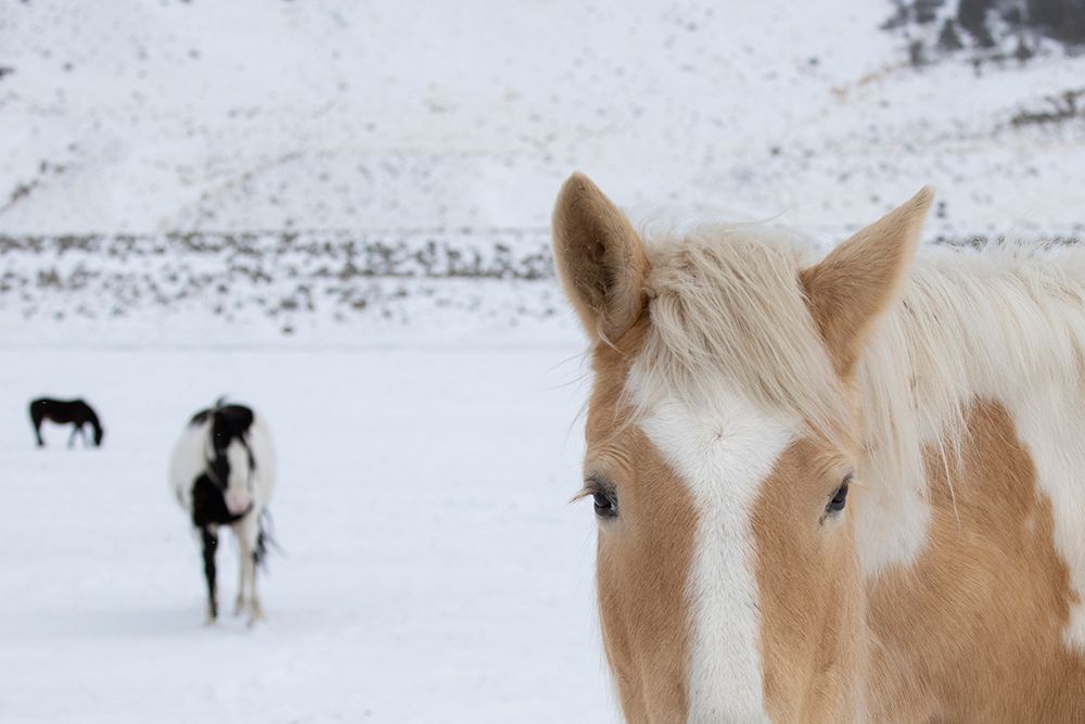 USA-Montana-Gardiner Palomino paint horse with shaggy winter coats in snow art print by Cindy Miller Hopkins for $57.95 CAD