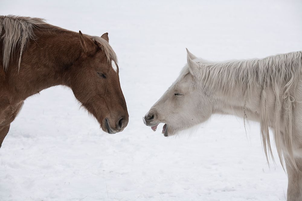 USA-Montana Gardiner Palomino and sorrel-with shaggy winter coat-nose to nose art print by Cindy Miller Hopkins for $57.95 CAD