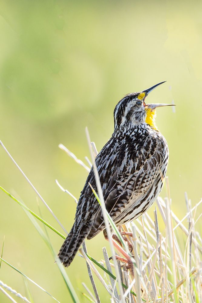 USA, Montana. National Bison Range, Western Meadow Lark art print by Darrell Gulin for $57.95 CAD